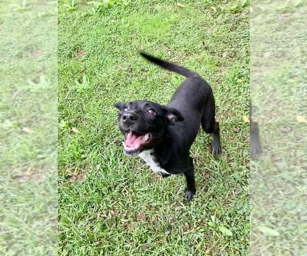 Medium Photo #6 Labrador Retriever-Unknown Mix Puppy For Sale in Woodbury, NY, USA