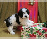 Small Photo #2 Poovanese Puppy For Sale in SHELBY, OH, USA