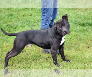 Maverick - Male Staffordshire Bull Terrier-Unknown Mix Dog for Adoption - Photo #3