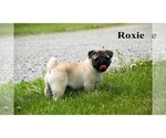 Small Photo #3 Pug Puppy For Sale in CLARE, MI, USA