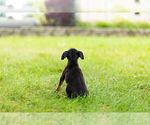 Small Photo #8 Miniature Pinscher Puppy For Sale in WARSAW, IN, USA