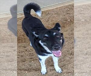 German Shepherd Dog-Great Pyrenees Mix Dogs for adoption in Plano, TX, USA