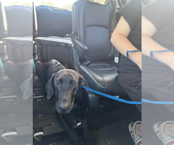 Medium Photo #3 Great Dane Puppy For Sale in Bullard, TX, USA