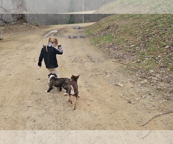 Medium Photo #10 Alapaha Blue Blood Bulldog Puppy For Sale in SHELOCTA, PA, USA