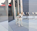 Small #7 German Shepherd Dog Mix