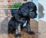 Small #3 Aussiedoodle