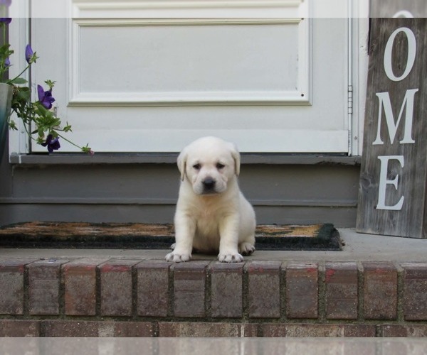 Medium Photo #4 Labrador Retriever Puppy For Sale in ANNISTON, AL, USA
