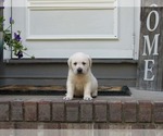 Small #3 Labrador Retriever