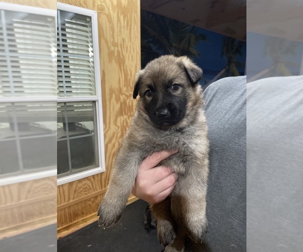 Medium Photo #2 German Shepherd Dog Puppy For Sale in MADISON HEIGHTS, VA, USA