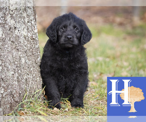 Labradoodle Puppy for sale in ELLENBORO, NC, USA