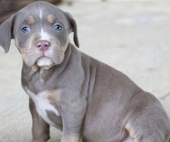 Medium Photo #2 American Bully Puppy For Sale in STAR CITY, AR, USA
