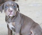 Small Photo #2 American Bully Puppy For Sale in STAR CITY, AR, USA