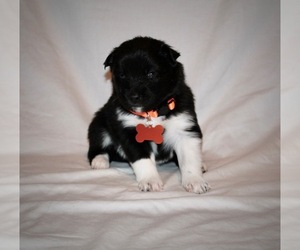 Pomsky Puppy for sale in FLUSHING, MI, USA