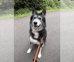 German Shepherd Dog-Unknown Mix Dogs for adoption in Newton, NC, USA