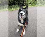 Small German Shepherd Dog Mix