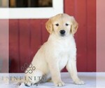 Image preview for Ad Listing. Nickname: Poppy