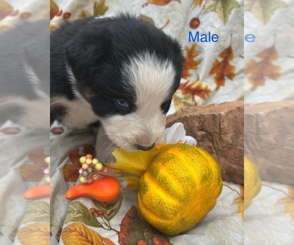 Medium Photo #3 Australian Shepherd Puppy For Sale in COTOPAXI, CO, USA