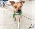 Small #9 Beagle-Black Mouth Cur Mix