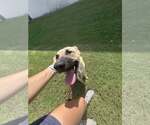 Small #3 Anatolian Shepherd Mix