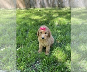 Labradoodle Puppy for sale in BELDING, MI, USA