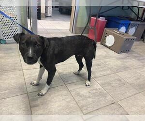 American Pit Bull Terrier-Unknown Mix Dogs for adoption in Grand Prairie, TX, USA