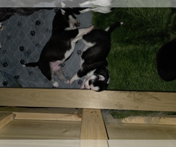 Medium Photo #108 Siberian Husky Puppy For Sale in ALTON, IL, USA