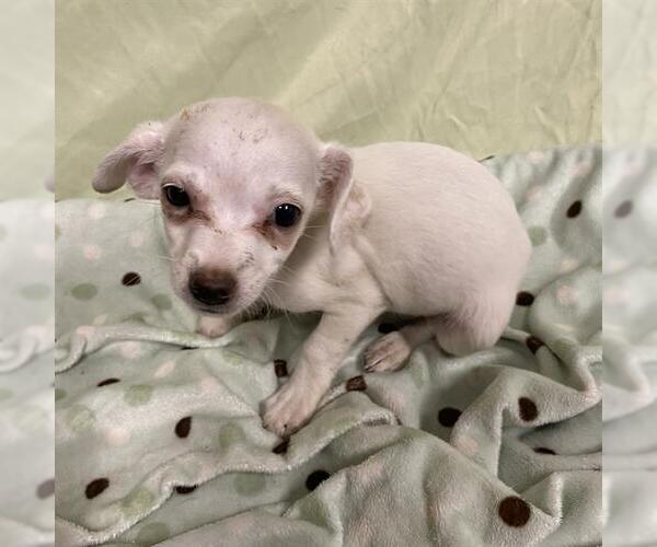 Medium Photo #1 Chihuahua-Unknown Mix Puppy For Sale in Modesto, CA, USA