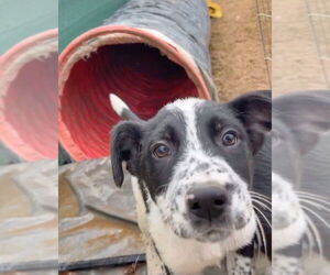 Mutt Dogs for adoption in Garden City, NY, USA