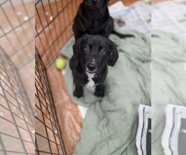 Medium Photo #2 Labrador Retriever-Unknown Mix Puppy For Sale in SHERBURNE, NY, USA