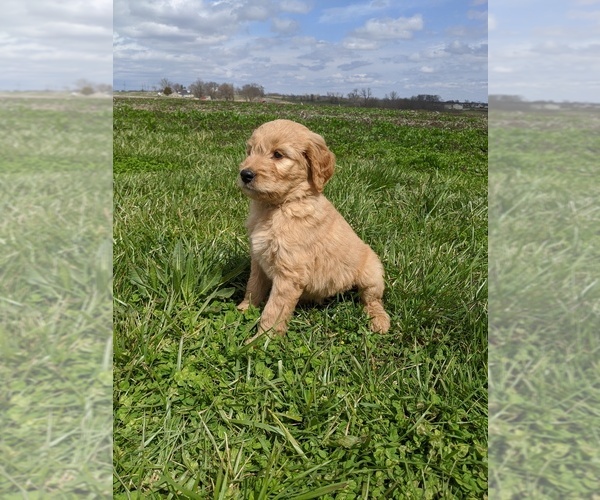 Medium Photo #3 Goldendoodle Puppy For Sale in KINGSTON, MO, USA