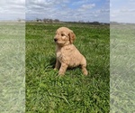 Small Photo #3 Goldendoodle Puppy For Sale in KINGSTON, MO, USA