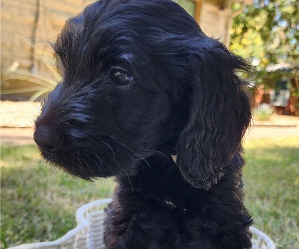 Medium Photo #5 Doodle-Goldendoodle Mix Puppy For Sale in WACO, TX, USA