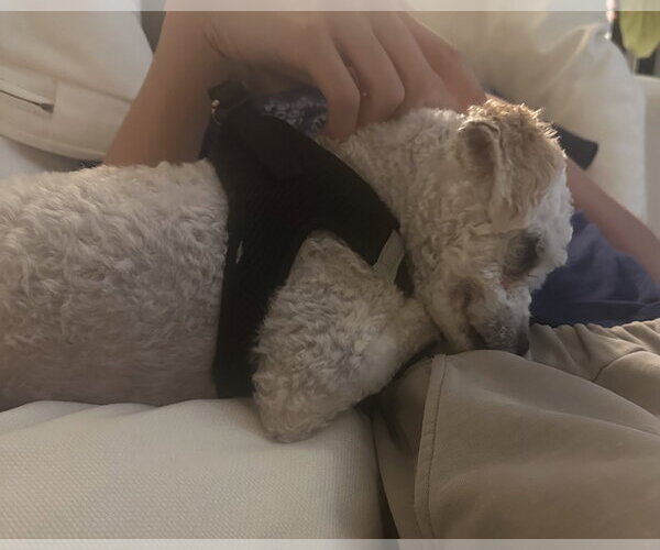 Medium Photo #2 Maltese-Unknown Mix Puppy For Sale in Corona, CA, USA