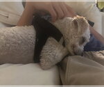 Small #1 Maltese Mix
