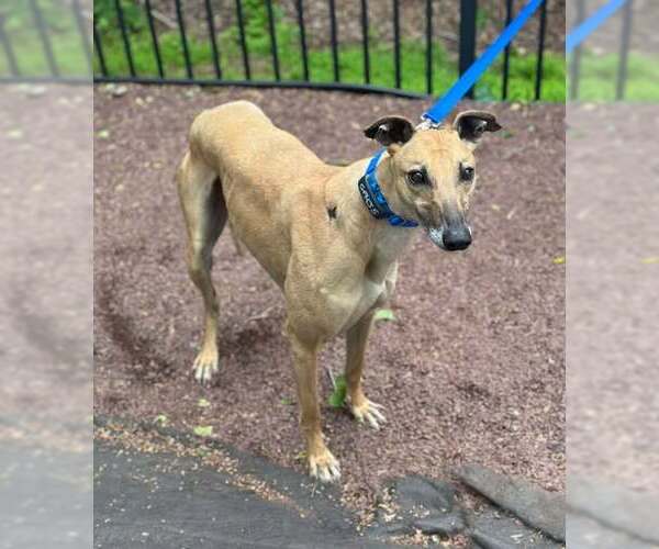 Medium Photo #2 Greyhound Puppy For Sale in Cherry Hill, NJ, USA