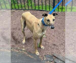 Roo - Male Greyhound Dog for Adoption - Photo #2