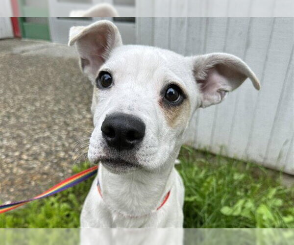 Medium Photo #1 Mutt Puppy For Sale in Anchorage, AK, USA