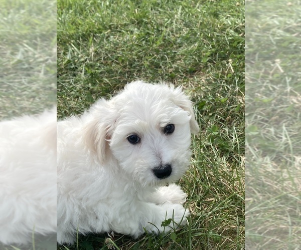 Medium Photo #1 Bichon Frise Puppy For Sale in CANOGA, NY, USA