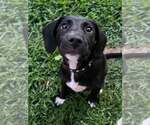 Small #3 Mutt