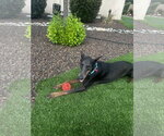 Small #12 Doberman Pinscher