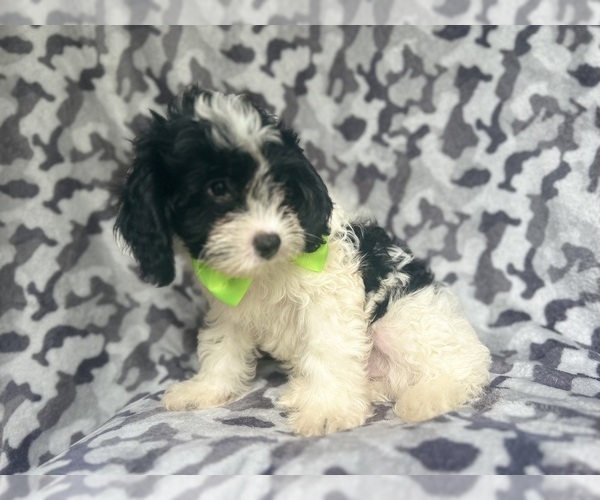 Medium Photo #9 Cavapoo Puppy For Sale in LAKELAND, FL, USA