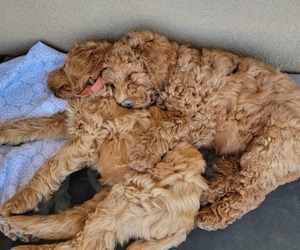 Australian Labradoodle Puppy for sale in KENNEWICK, WA, USA