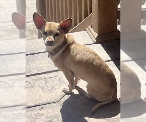 Medium Photo #4 Chihuahua-Unknown Mix Puppy For Sale in Lancaster, CA, USA