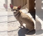 Small #3 Chihuahua Mix