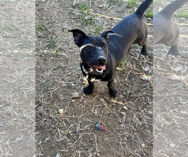 Medium Photo #7 Dachshund-Unknown Mix Puppy For Sale in Jackson, MS, USA