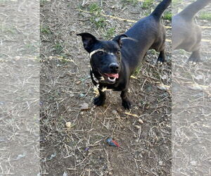 Edith - Female Dachshund-Unknown Mix Dog for Adoption - Photo #7
