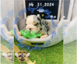 Small Photo #12 English Bulldog Puppy For Sale in ATHENS, GA, USA