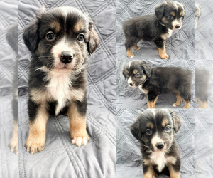 Miniature Australian Shepherd Puppy for sale in BROOKER, FL, USA
