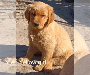 Golden Retriever Puppy for sale in WAKE FOREST, NC, USA