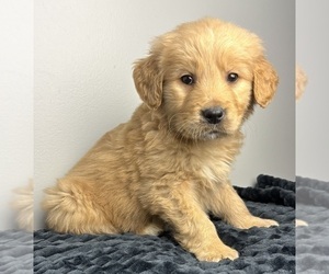 Golden Retriever Puppy for sale in INDIANAPOLIS, IN, USA